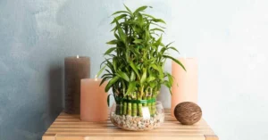 Lucky Bamboo