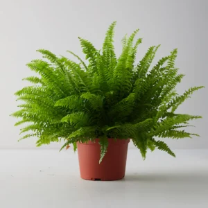 Nephrolepis exaltata