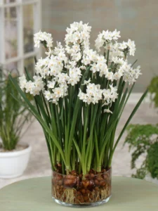 Paperwhite Narcissus