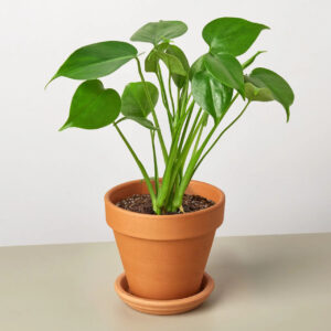 Philodendron