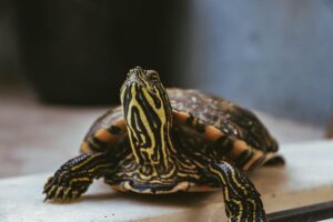 box-turtle-7567710_640