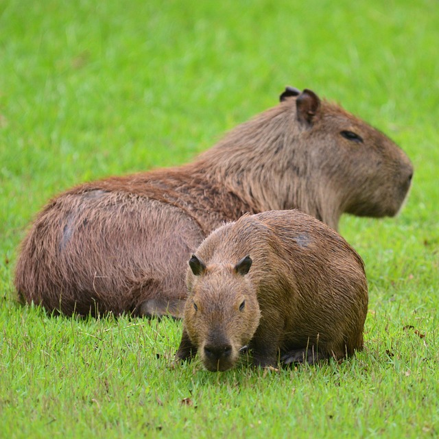 capybara-6935515_640