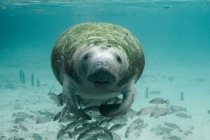 manatee-387193_640