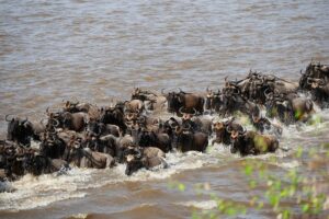 mara-river-5730663_640