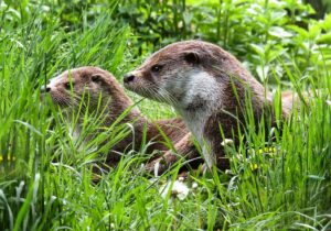 otter-779458_640
