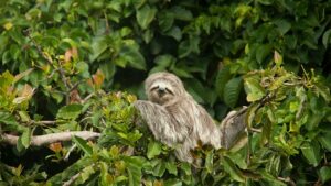 sloth-7269590_640
