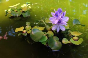 water-hyacinth-989003_640