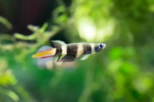 Clown Killifish