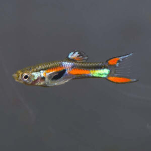 Endler’s Livebearer