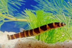 Kuhli Loach