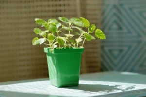 Lemon Balm