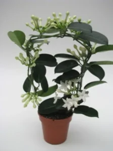 Stephanotis
