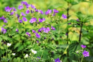 cranesbill-3410271_640