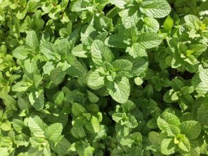 mint-1769560_640