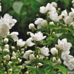 scent-of-jasmine-5267074_640 (1)